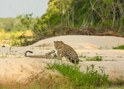 Pantanal